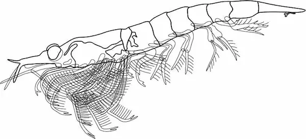 UV zooplankton kril