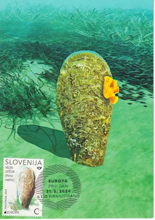 Pinna nobilis